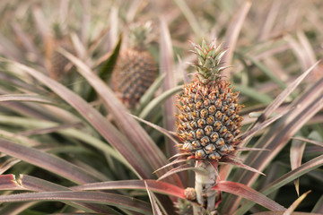 Obraz premium pineapple farm