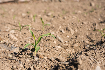 corn seedlings farm