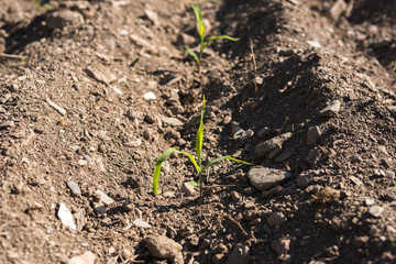 corn seedlings farm