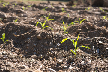 corn seedlings farm