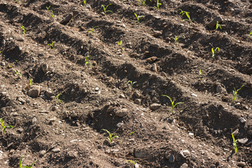 corn seedlings farm