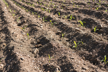 corn seedlings farm
