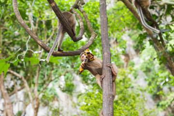 monkey with banana