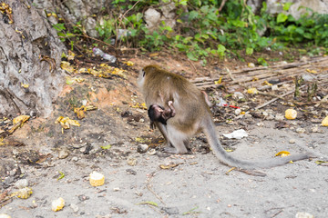 Mother monkey with baby outdoors