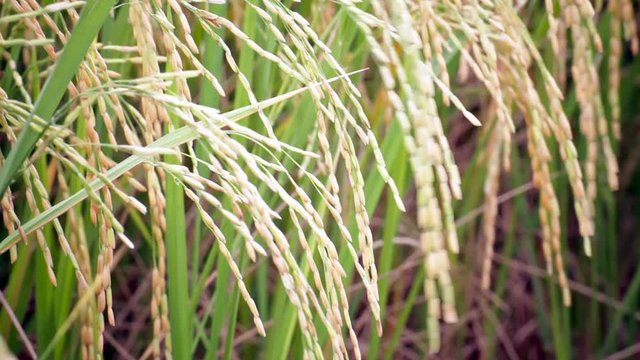 Rice farm field in the wind background, width camera view shot in HD