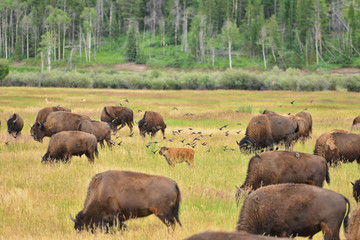 Fototapeta premium bison calf in field at grand teton national park