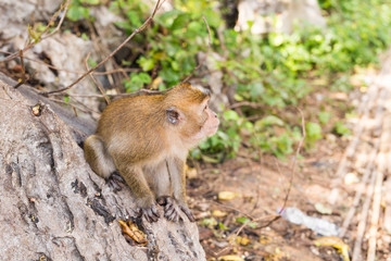 Long-tailed Macaque Monkey in the forest