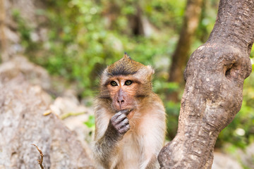 Close-up of monkey face in a nature background.