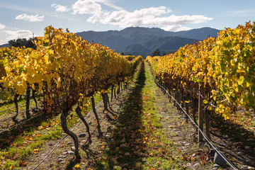 closeup of colorful vineyard in autumn