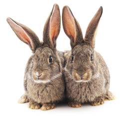 Two brown rabbits.