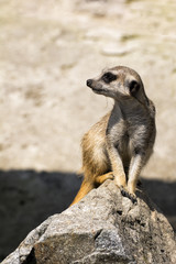 Fearless meerkat sitting on a rock and watch the world