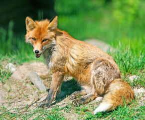 The fox on a glade poses for the photographer.