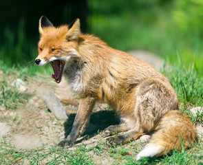 The fox has flicked out tongue language from thirst.