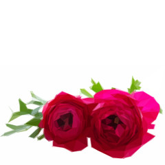 pink ranunculus flowers