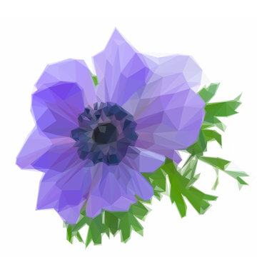 One Blue Anemone Flower