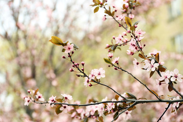 Blossoming tree branches on spring day