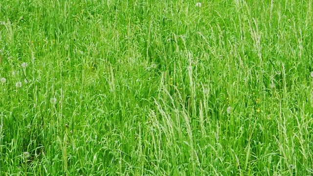 urw&uuml;chsige Wiese mit frischen, saftigen, intensiv gr&uuml;nen Gr&auml;sern