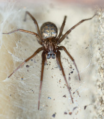 spider in the Liocranidae family on web
