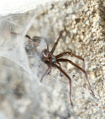 spider in the Liocranidae family on web