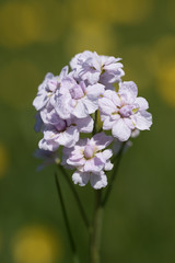 gefülltes Wiesenschaumkraut, cardamine pratensis
