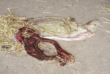 Pferd Nachgeburt