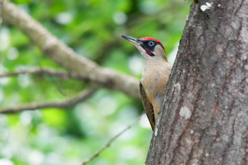 Male green woodpecker standing behind a tree trunk and looking