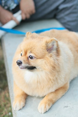 pomeranian puppy dog grooming with short hair, cute pet smiling happy