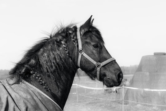 Friese