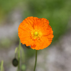 orange poppies close up