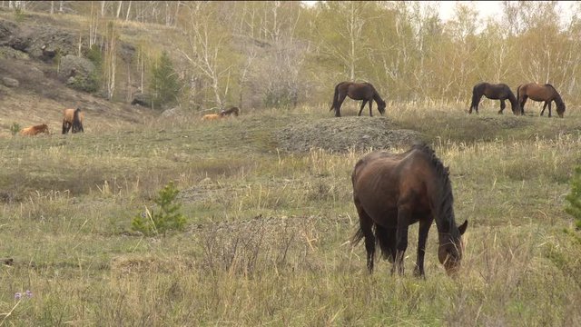 Horses Grazing in the Mountains in Early Spring