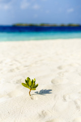 Fototapeta premium Beautiful island beach with sandspit at Maldives