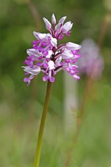 Helm-Knabenkraut (Orchis militaris)
