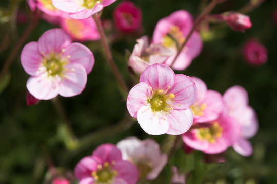pink saxifrage flowers © NJ
