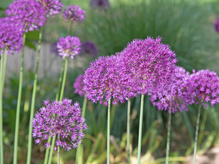 Alium, Zierlauch, Blüten
