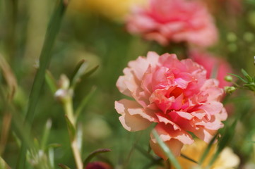 Portulaca, Moss Rose, Sun plant, Sun Rose flower closeup