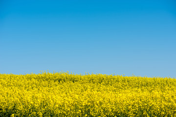 Fototapeta premium rapeseed flower