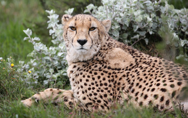 wild cheetah, South Africa.