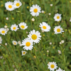 Fototapeta premium Margeriten, Leucanthemum