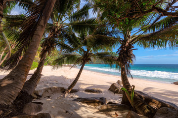Fototapeta na wymiar Palm trees on beach Anse Intendance at Seychelles, Mahe. Fashion travel and tropical beach concept