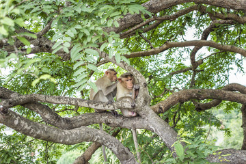monkeys grooming in the trees