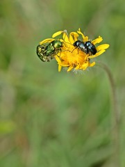 Paarung von Cryptocephalus sericeus und Cryptocephalus violaceus auf einer Blüte