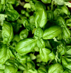 Close up of young basil plants. Shallow depth of field.