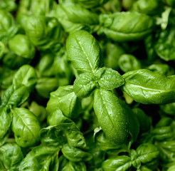 Close up of young basil plants. Shallow depth of field.