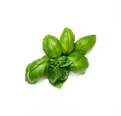 Green fresh basil isolated in white