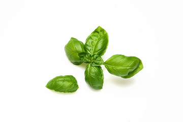Green fresh basil isolated in white