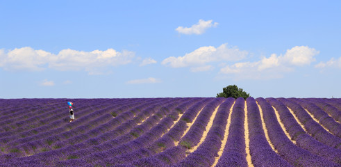 Campagne en lavandes © joël BEHR