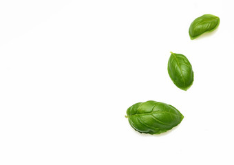 Leaf of green fresh basil isolated in white
