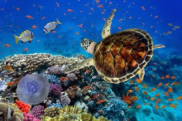 Zelfklevend Fotobehang kleurrijk koraalrif met veel vissen en zeeschildpadden © vlad61_61