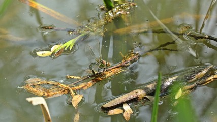 Weibchen des Frühen Schilfjägers (Brachytron pratense) bei der Eiablage