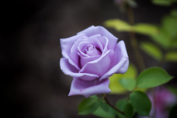 Purple rose in home garden